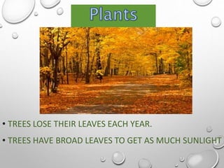 • TREES LOSE THEIR LEAVES EACH YEAR.
• TREES HAVE BROAD LEAVES TO GET AS MUCH SUNLIGHT
 