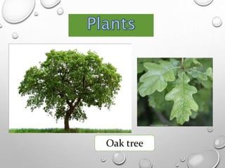 Oak tree
 