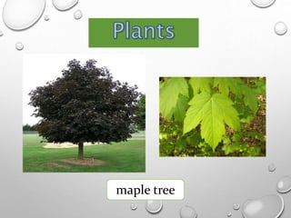 maple tree
 