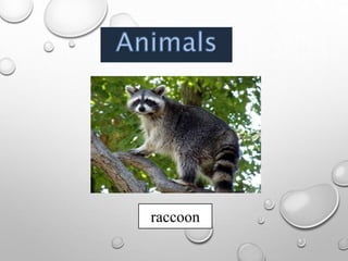 raccoon
 