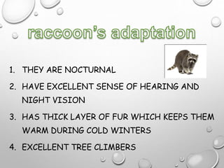 1. THEY ARE NOCTURNAL
2. HAVE EXCELLENT SENSE OF HEARING AND
NIGHT VISION
3. HAS THICK LAYER OF FUR WHICH KEEPS THEM
WARM DURING COLD WINTERS
4. EXCELLENT TREE CLIMBERS
 