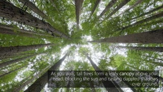 As you walk, tall trees form a leafy canopy above your
head, blocking the sun and casting dappled shadows
over ground.
 