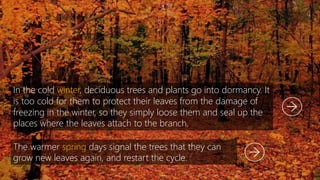 Tree Dormancy Deciduous biome | PPTX