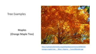 Deciduous biome | PPTX