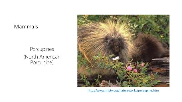 Deciduous biome