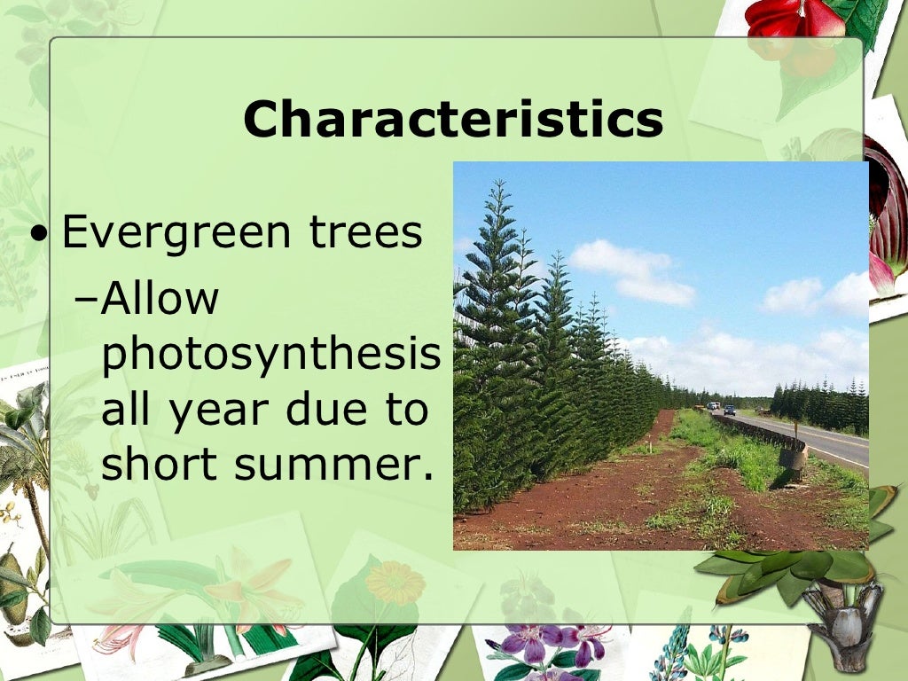 Sec1 Deciduous & Coniferous Forest
