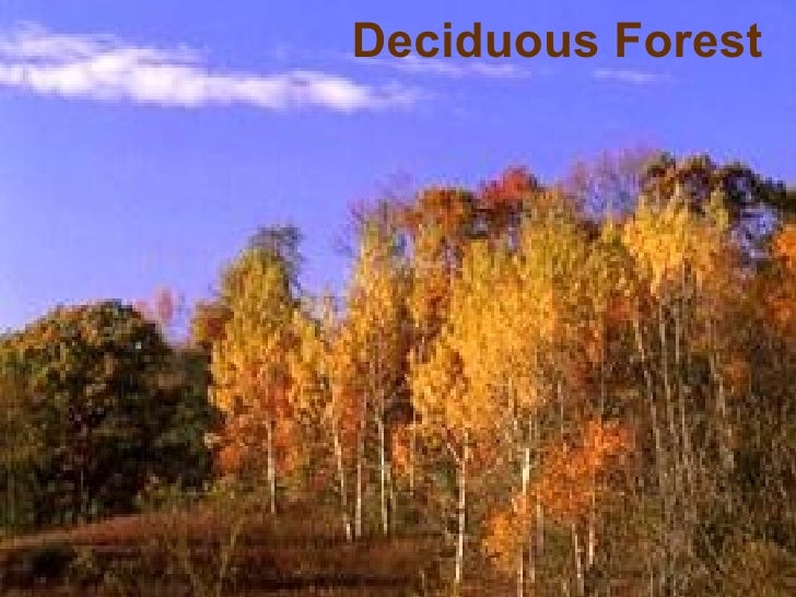 about deciduous forest