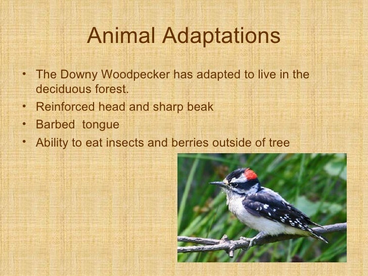 Deciduous forest plant adaptations information