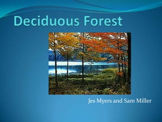 Deciduous Forest Jes Myers and Sam Miller 