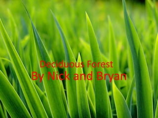 Deciduous Forest By Nick and Bryan  