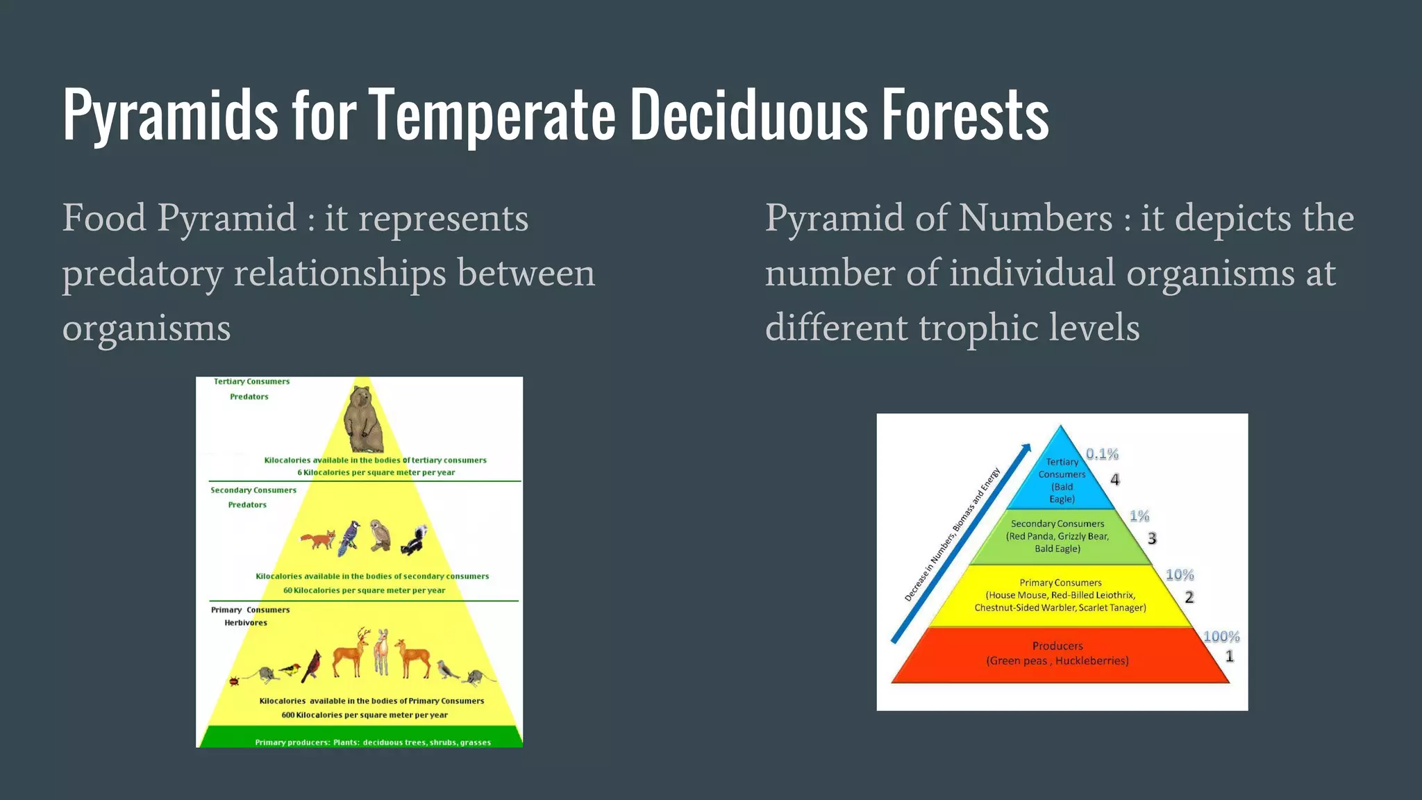 Deciduous forest PERIOD 5 | PDF