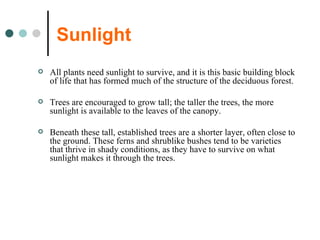 Sunlight All plants need sunlight to survive, and it is this basic building block of life that has formed much of the structure of the deciduous forest. Trees are encouraged to grow tall; the taller the trees, the more sunlight is available to the leaves of the canopy.  Beneath these tall, established trees are a shorter layer, often close to the ground. These ferns and shrublike bushes tend to be varieties that thrive in shady conditions, as they have to survive on what sunlight makes it through the trees.  