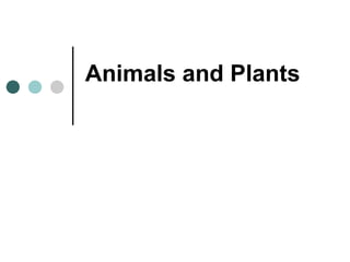 Animals and Plants 