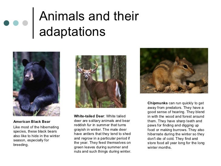 Deciduous forest biotic and abiotic