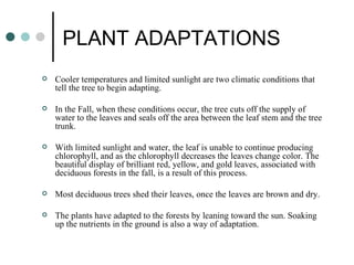 PLANT ADAPTATIONS
   Cooler temperatures and limited sunlight are two climatic conditions that
    tell the tree to begin adapting.

   In the Fall, when these conditions occur, the tree cuts off the supply of
    water to the leaves and seals off the area between the leaf stem and the tree
    trunk.

   With limited sunlight and water, the leaf is unable to continue producing
    chlorophyll, and as the chlorophyll decreases the leaves change color. The
    beautiful display of brilliant red, yellow, and gold leaves, associated with
    deciduous forests in the fall, is a result of this process.

   Most deciduous trees shed their leaves, once the leaves are brown and dry.

   The plants have adapted to the forests by leaning toward the sun. Soaking
    up the nutrients in the ground is also a way of adaptation.
 