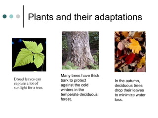 Plants and their adaptations




                       Many trees have thick
Broad leaves can       bark to protect         In the autumn,
capture a lot of       against the cold        deciduous trees
sunlight for a tree.
                       winters in the          drop their leaves
                       temperate deciduous     to minimize water
                       forest.                 loss.
 