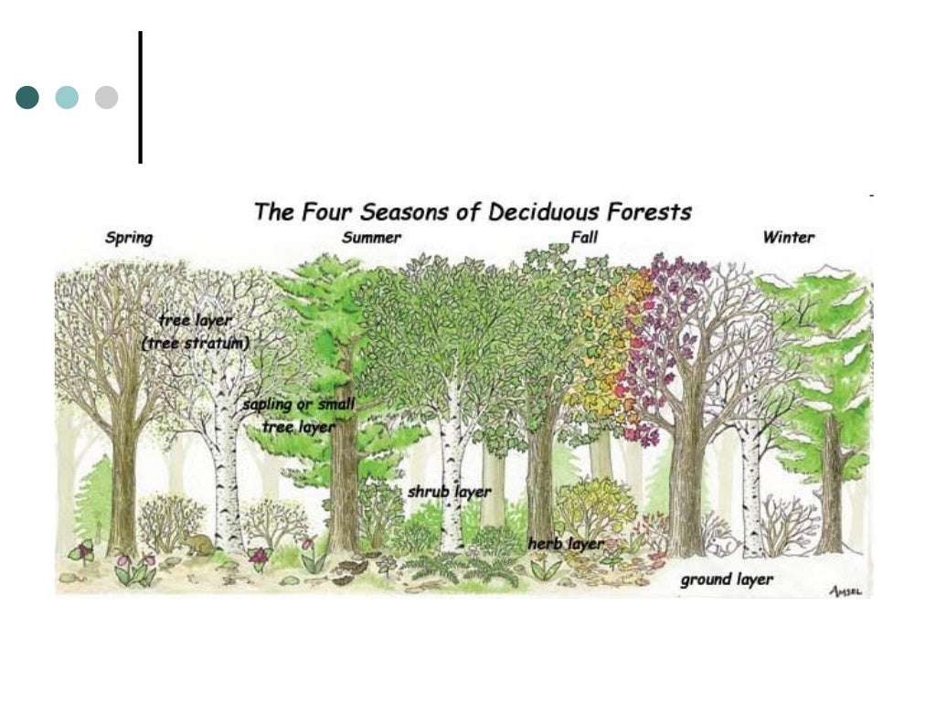 Deciduous forest biotic and abiotic