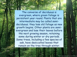 Deciduous forest vegetation.... | PPT