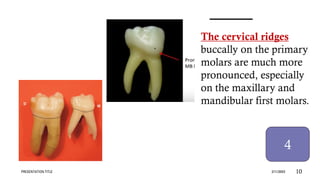 Primaryb Rudge's Comprehensive Overview of Deciduous Teeth Anatomy and Differences | PDF