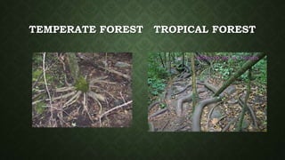 TEMPERATE FOREST TROPICAL FOREST
 