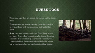 NURSE LOGS
• These are logs that act as soil for plants on the forest
floor.
• These particular plants grow on these logs, which
provides them with the adequate nutrients they
need.
• Since they are not on the forest floor, these plants
are away from other competing plants and foraging
animals, thus eventually they die and decompose.
Leaving behind their material and help the Nurse
log to continuously give nutrients to other plants.
 