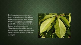 • In the spring, deciduous trees
begin producing thin, broad and
light-weight leaves. This allows
the leaf to capture the sunlight
needed for food production. Also
known as photosynthesis.
Therefore the broad leaves are
very efficient when temperatures
are warm and there is plenty of
sunlight.
 