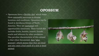 OPOSSUM
• Opossums have a flexible diet, which make
them successful survivors in diverse
locations and conditions. Opossums can be
found in deciduous forests of North
America. They are nocturnal and
opportunistic omnivores. Their varied diet
includes fruits, berries, insects, lizards,
snails and leftovers by other predators.
One peculiar characteristic of this animal
is that when threatened, they "play
possum", which means that they act dead
and also emit a foul smell of a sick or dead
animal.
 