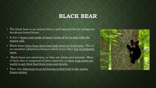 BLACK BEAR
• The black bear is an animal that is well adapted for the temperate
deciduous forest biome.
• It has a heavy coat made of many layers of fur to deal with the
winter cold.
• Black bears have long claws that help them to climb trees. This is
an essential adaptation because black bears often live in hollowed
trees.
• Black bears are omnivores, so they eat plants and animals. Most
of their diet is composed of plant material, so their long claws are
useful to get their food from trees and shrubs.
• They also hibernate to avoid having to find food in the snowy,
frozen winter.
 