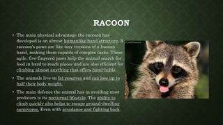 RACOON
• The main physical advantage the raccoon has
developed is an almost humanlike hand structure. A
raccoon's paws are like tiny versions of a human
hand, making them capable of complex tasks. These
agile, five-fingered paws help the animal search for
food in hard to reach places and are also efficient for
climbing almost anything that offers hand-holds.
• The animals live on fat reserves and can lose up to
half their body weight.
• The main defence the animal has in avoiding most
predators is its nocturnal lifestyle. The ability to
climb quickly also helps to escape ground-dwelling
carnivores. Even with avoidance and fighting back.
 