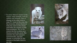 • In areas where it snows in the
winter, some animals, such as
rabbits and weasels, have a
change in fur color twice a
year. For most of the year, the
fur is brown, which blends in
with the colors of the forest
and helps the animal to hide
from predators. But in the
winter the fur is white so it
blends in with the snow. The
animals' fur color changes
automatically, and this
change is controlled by the
amount of daylight there is
per day.
 