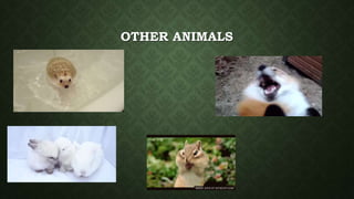 OTHER ANIMALS
 