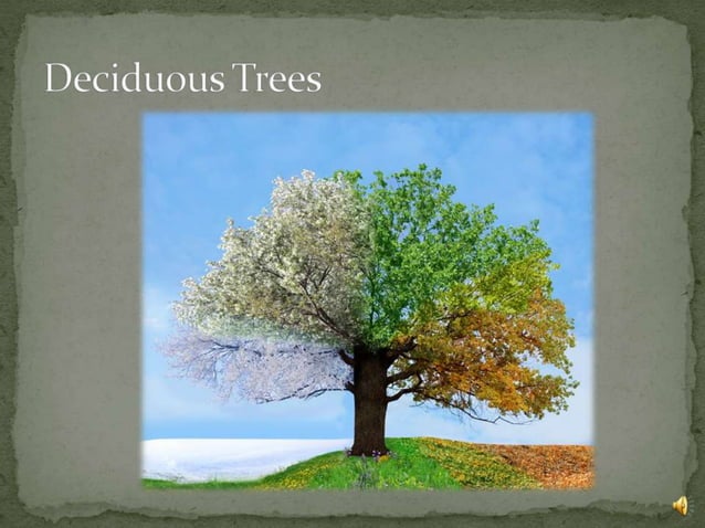 Deciduous trees | PPT