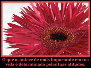 O que acontece de mais importante em tua vida é determinado pelas tuas atitudes. 