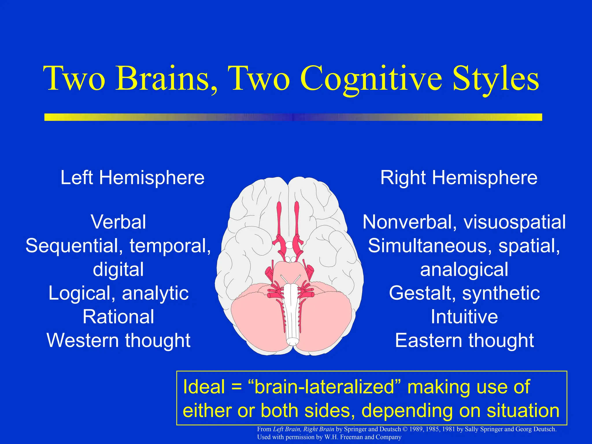 Two Brains, Two Cognitive Styles
Left Hemisphere Right Hemisphere
Verbal
Sequential, temporal,
digital
Logical, analytic
Rational
Western thought
Nonverbal, visuospatial
Simultaneous, spatial,
analogical
Gestalt, synthetic
Intuitive
Eastern thought
Ideal = “brain-lateralized” making use of
either or both sides, depending on situation
From Left Brain, Right Brain by Springer and Deutsch © 1989, 1985, 1981 by Sally Springer and Georg Deutsch.
Used with permission by W.H. Freeman and Company
 