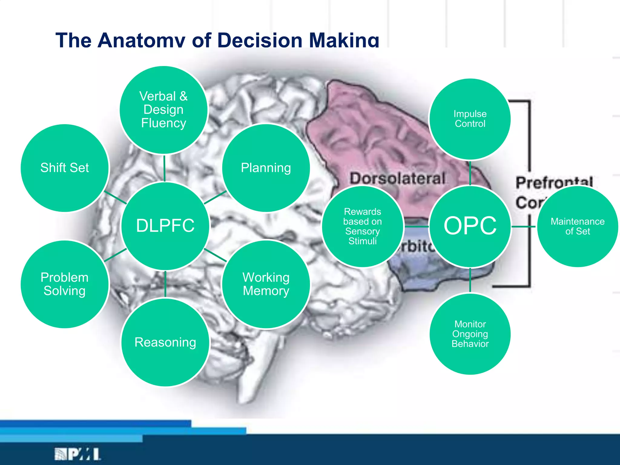 The Anatomy of Decision Making
DLPFC
Verbal &
Design
Fluency
Planning
Working
Memory
Reasoning
Problem
Solving
Shift Set
OPC
Impulse
Control
Maintenance
of Set
Monitor
Ongoing
Behavior
Rewards
based on
Sensory
Stimuli
 