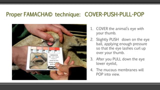 Proper FAMACHA© technique: COVER-PUSH-PULL-POP
1. COVER the animal’s eye with
your thumb.
2. Slightly PUSH down on the eye
ball, applying enough pressure
so that the eye lashes curl up
over your thumb.
3. After you PULL down the eye
lower eyelid,
4. The mucous membranes will
POP into view.
 