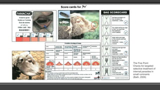 The Five Point
Check© for targeted
selective treatment of
internal parasites in
small ruminants
(Bath, 2009)
 