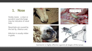 1. Nose
Snotty noses: a clear or
purulent nasal discharge
may be indicative of nasal
bots.
Nasal bots are caused by
the bot fly, Oestrus ovis.
Infection is usually milder
in goats.
Ivermectin is highly effective against all stages of the larvae.
 