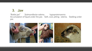 3. Jaw
“Bottle jaw” Submandibular edema hypoproteinaemia
Accumulation of liquid under the jaw. Soft, cool, pitting edema. Swelling under
jaw.
 