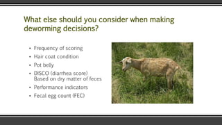What else should you consider when making
deworming decisions?
▪ Frequency of scoring
▪ Hair coat condition
▪ Pot belly
▪ DISCO (diarrhea score)
Based on dry matter of feces
▪ Performance indicators
▪ Fecal egg count (FEC)
 