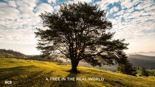 A TREE IN THE REAL WORLD
 