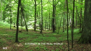 A FOREST IN THE REAL WORLD
 