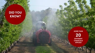 MORE THAN
20
DIFFERENT
CHEMICALS
APPLIED
DID YOU
KNOW?
 