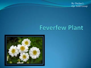 Feverfew Plant By: Declan L. #32  Gold Group 