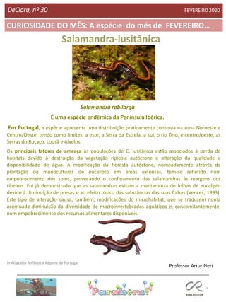 16
CURIOSIDADE DO MÊS: A espécie do mês de FEVEREIRO…
DeClara, nº 30 FEVEREIRO 2020
Salamandra-lusitânica
Salamandra rabilarga
É uma espécie endémica da Península Ibérica.
Em Portugal, a espécie apresenta uma distribuição praticamente contínua na zona Noroeste e
Centro/Oeste, tendo como limites: a este, a Serra da Estrela, a sul, o rio Tejo, e centro/oeste, as
Serras do Buçaco, Lousã e Alvelos.
Os principais fatores de ameaça às populações de C. lusitânica estão associados à perda de
habitats devido à destruição da vegetação ripícola autóctone e alteração da qualidade e
disponibilidade de água. A modificação da floresta autóctone, nomeadamente através da
plantação de monoculturas de eucalipto em áreas extensas, tem-se refletido num
empobrecimento dos solos, provocando o confinamento das salamandras às margens dos
ribeiros. Foi já demonstrado que as salamandras evitam a mantamorta de folhas de eucalipto
devido à diminuição de presas e ao efeito tóxico das substâncias das suas folhas (Vences, 1993).
Este tipo de alteração causa, também, modificações do microhabitat, que se traduzem numa
acentuada diminuição da diversidade de macroinvertebrados aquáticos e, concomitantemente,
num empobrecimento dos recursos alimentares disponíveis.
In Atlas dos Anfíbios e Répteis de Portugal
Professor Artur Neri
 