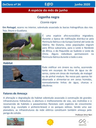 16
A espécie do mês de junho
Professor Artur Neri
DeClara nº 34 E@D junho 2020
Cegonha negra
Ciconia nigra
Em Portugal, ocorre no Interior, sobretudo associada às bacias hidrográficas dos rios
Tejo, Douro e Guadiana.
É uma espécie afro-eurasiática migradora.
Durante a época de nidificação distribui-se pela
Península Ibérica e da Europa Central até Leste da
Sibéria. No Outono, estas populações migram
para África subsariana, para o Leste e Nordeste
de África, e do Paquistão ao Sudeste e Leste da
China. Alguns indivíduos permanecem na
Península Ibérica durante o todo o ano.
Habitat
Pode nidificar em árvore ou rocha, ocorrendo
tanto em escarpas de linhas de água ou de
serras, como em áreas de montado, de matagal
ou de pinhal maduro. No nosso país apenas foi
observada a alimentar-se em zonas húmidas,
nomeadamente linhas de água, charcas e
albufeiras
Fatores de Ameaça
A alteração e degradação do habitat sobretudo associada à construção de grandes
infraestruturas hidráulicas, à abertura e melhoramento de vias, aos incêndios e à
reconversão de habitats e povoamentos florestais com espécies de crescimento
rápido (e.g. eucalipto e pinheiro-bravo) e os parques eólicos. Sendo uma ave
planadora, as infraestruturas da rede elétrica constituem também ameaça pelo
perigo de colisão.
 