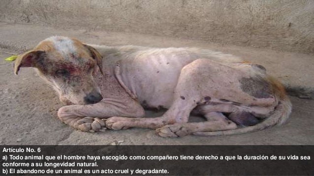DeclaraciÃ³n Universal de los Derechos de los Animales