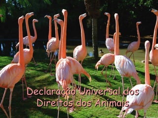Declaração Universal dosDeclaração Universal dos
Direitos dos AnimaisDireitos dos Animais
 