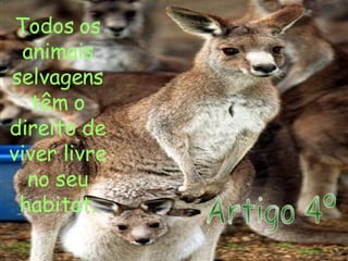 Artigo 4º Todos os animais selvagens têm o direito de viver livre no seu habitat. 