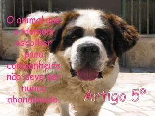 Artigo 5º O animal que o Homem escolher para companheiro não deve ser nunca abandonado. 